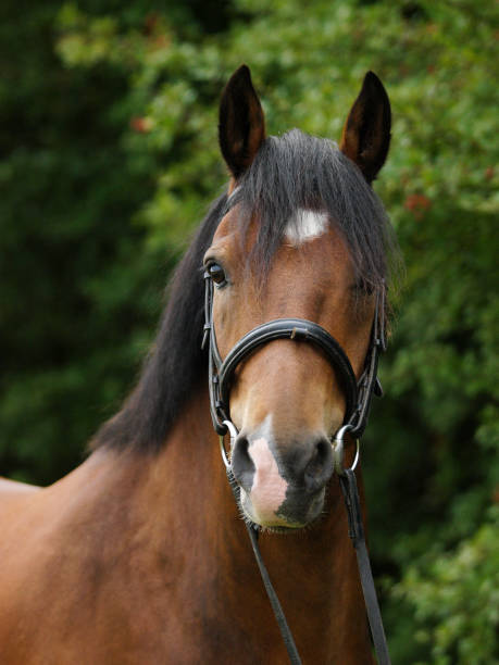 istock Bay Horse Head Shot 1322838301