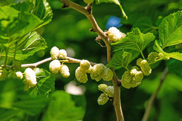 istock mulberry tree and mulberries with green leaves 1322838335