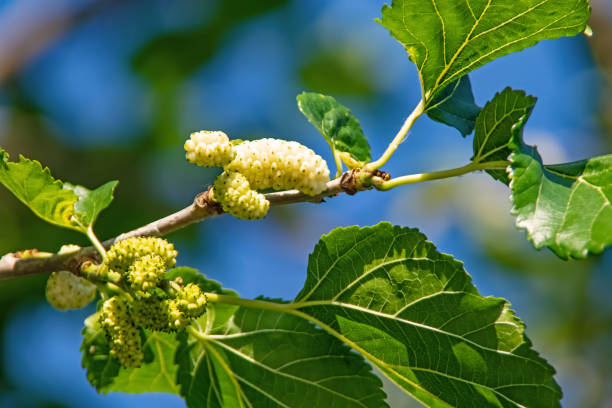 istock mulberry tree and mulberries with green leaves 1322838491