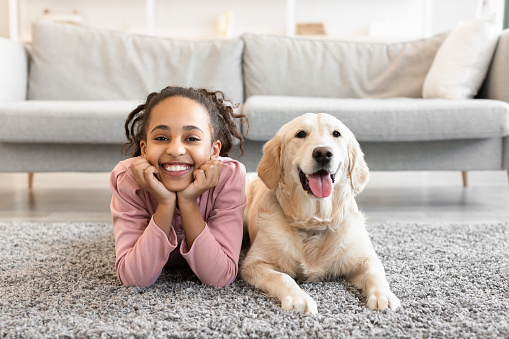 Children And Domestic Animal. Portrait of cheerful black girl lying on the floor carpet with her dog, looking and posing at camera, relaxing with golden retiever in living room or bedroom at home
