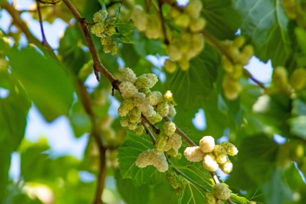 istock mulberry tree and mulberries with green leaves 1322838600