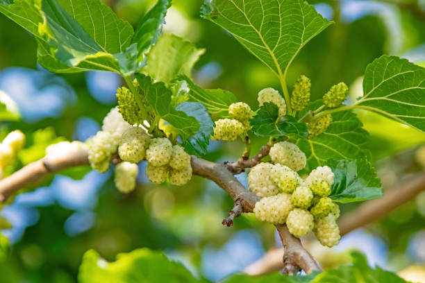 istock mulberry tree and mulberries with green leaves 1322838622