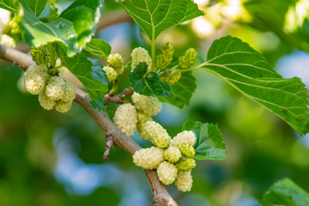 istock mulberry tree and mulberries with green leaves 1322838734