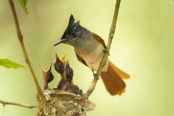 istock Asian paradise flycatcher feeding Chicks 1322838919