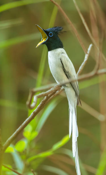 Asian paradise flycatcher stock photo