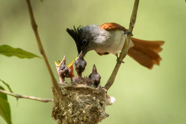 istock Asian paradise flycatcher feeding Chicks 1322838945