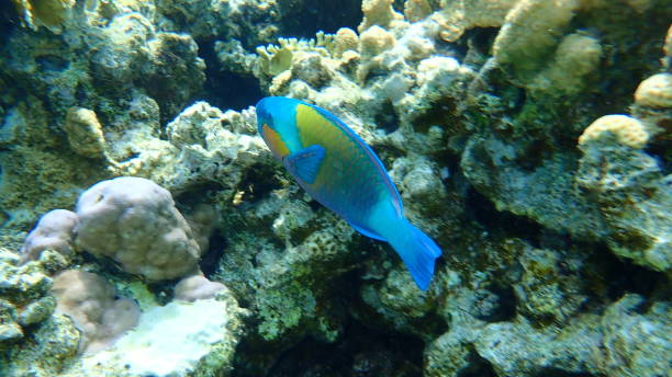 istock Daisy parrotfish or bullethead parrotfish (Chlorurus sordidus) undersea, Red Sea 1322841016