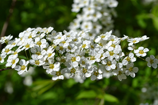 White blooming fruit tree, tender white flowers on the branch