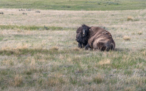 istock Bison Lying on the Prairie near Val Marie 1322843122