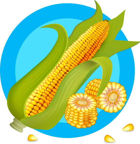 ilustraciones, imágenes clip art, dibujos animados e iconos de stock de mazorca de maíz realista. granos de maíz. ilustración vectorial. ingrediente para cocinar. - corn corn crop corn on the cob food