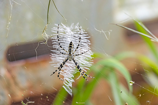 European garden spider in a net