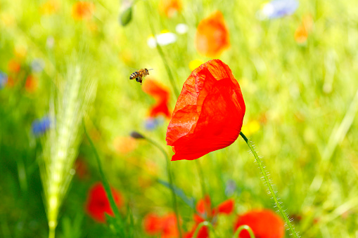 Colorful meadow with cereals, cornflowers and poppies