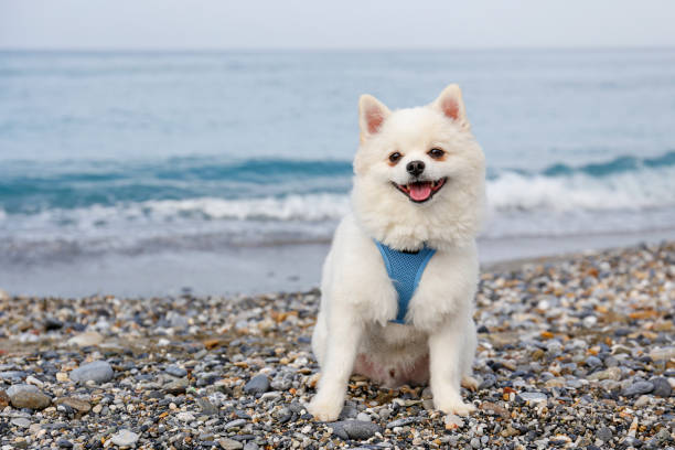 Funny looking pomeranian spitz wearing blue harness on the beach. Adorable white coated pom dog outside on the walk. Portrait, close up, copy space for text, ocean background.