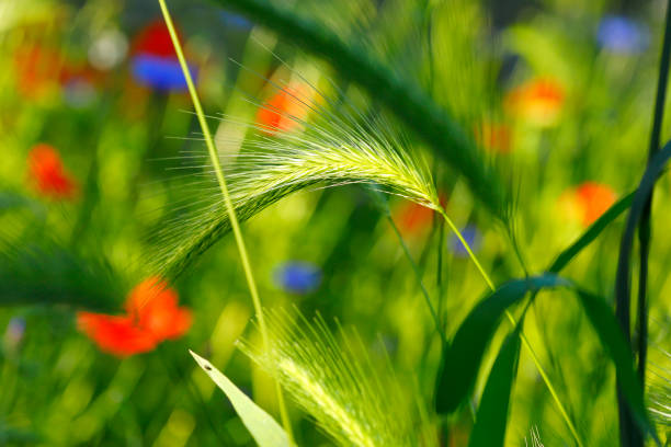 Colorful meadow with cereals, cornflowers and poppies