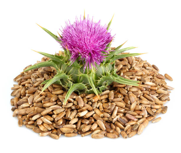 istock Seeds of a milk thistle with flowers. 1322844620
