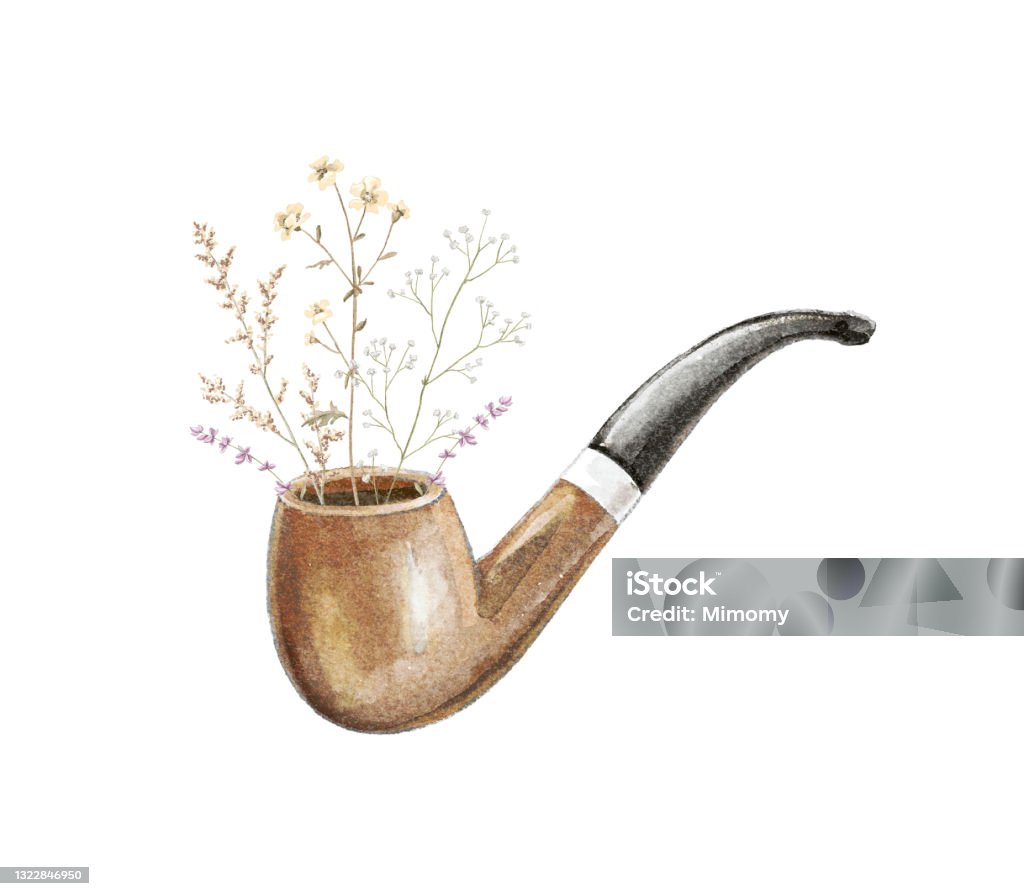 Watercolor retro wooden smoking pipe for tobacco with meadow dried flowers Watercolor vintage wooden brown smoking pipe for tobacco and bouquet with meadow dried flowers isolated on white background. Hand drawn illustration sketch Antique stock illustration Watercolor retro wooden smoking pipe for tobacco with meadow dried flowers Watercolor vintage wooden brown smoking pipe for tobacco and bouquet with meadow dried flowers isolated on white background. Hand drawn illustration sketch Antique stock illustration