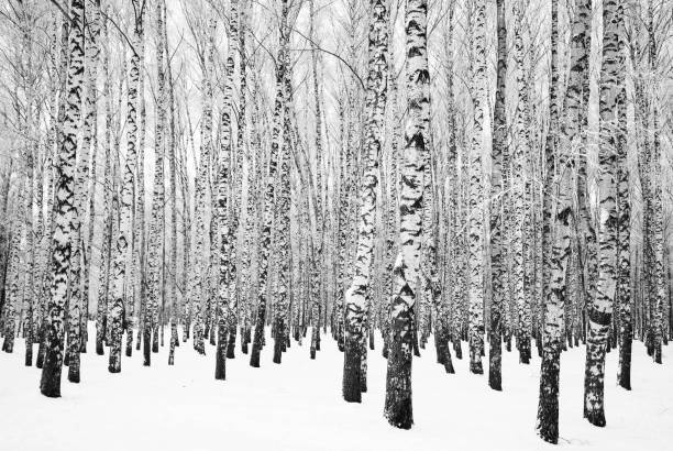 istock Winter birch grove with trees snow covered trees black and white 1322846967