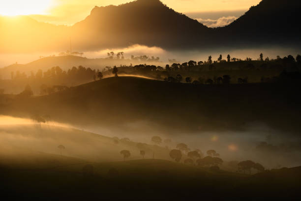 istock Magnificent misty morning in Cukul Tea Plantation, pangalengan, West Java, Indonesia 1322848581