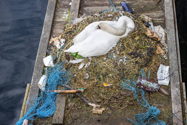 istock Mute swan on a nest partly build by garbage 1322848592