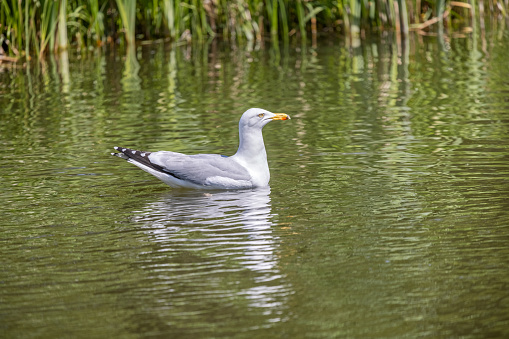 Swimming sea gull in a lake in a public park called Valby Parken in the suburbs of Copenhagen. The gulls are hoping for bread when people feed the ducks