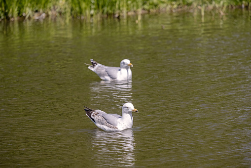 Swimming sea gulls in a lake in a public park called Valby Parken in the suburbs of Copenhagen. The gulls are hoping for bread when people feed the ducks