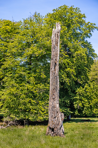 Old trunk of a dead tree standing in front of a lush and living tree in Dyrehaven which is a popular public nature park north of Copenhagen where trees are left to rot to increase the diversity of nature