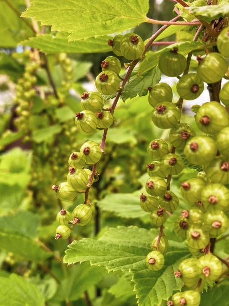 istock Summer in the garden - red currant 1322850043