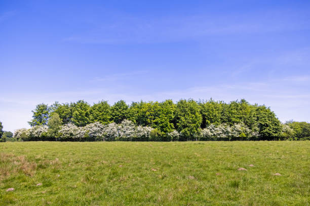 Natural hedge in open land in Dyrehaven a popular public nature park north of Copenhagen, where it is a target to reconstruct old landscapes and natural forest land