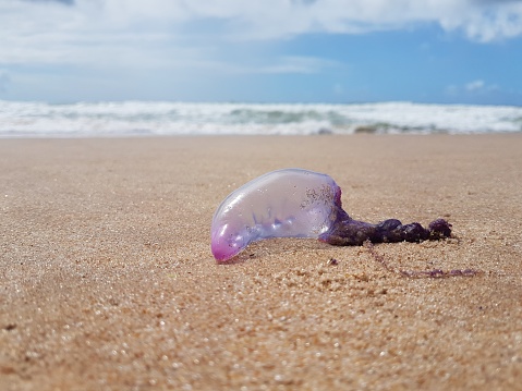 Jellyfish at sand in Barra Grande, state of Bahia, Brazil