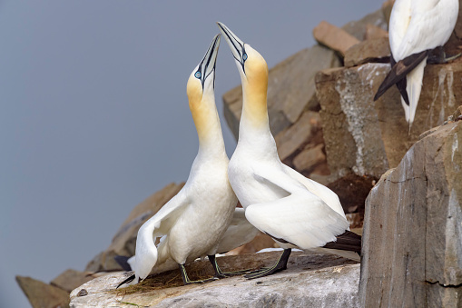 Northern Gannet (Morus bassanus) pair displaying on nesting cliff at Cape St. Mary's Ecological Reserve, Cape St. Mary's, Avalon Peninsula, Newfoundland, Canada.