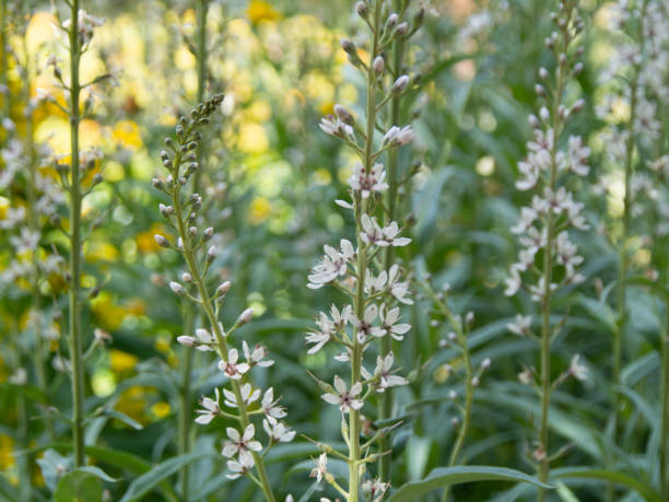 istock Macro photography White flower Lysimachia ephemerum 1322851276