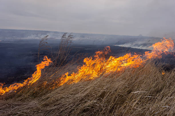 istock Dry grass is burning in the steppe, a strong wind intensifies the fire. 1322854086