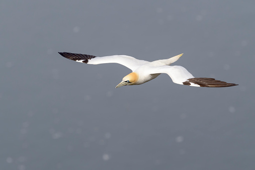 Northern Gannet (Morus bassanus) flying at Cape St. Mary's Ecological Reserve, Cape St. Mary's, Avalon Peninsula, Newfoundland, Canada.