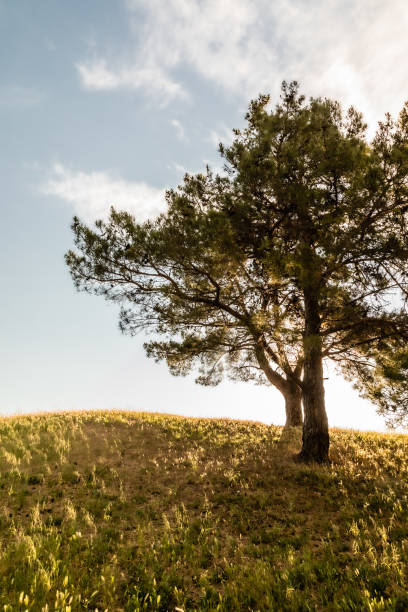 istock tree in a park in Aix-en-Provence 1322856104