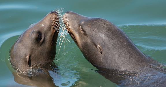 A Pair of California Sea Lions get playful in the ocean