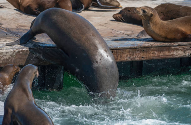 istock Sea Lion Diving 1322856367