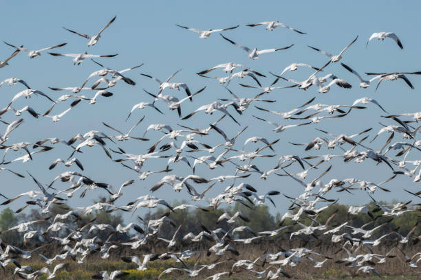 istock Flock of Geese Taking Off 1322856391