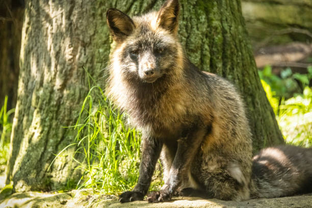 istock Fox sitting in the shadow of the sun 1322857285