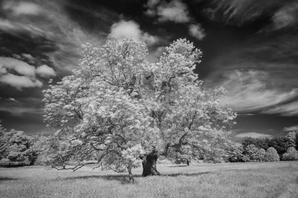 istock Trees And Grassland In Infrared 1322857661