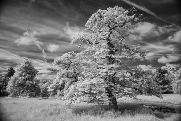 istock Trees And Grassland In Infrared 1322857681