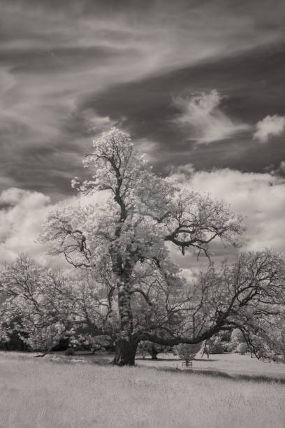 istock Trees And Grassland In Infrared 1322857736