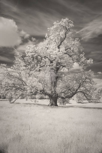 istock Trees And Grassland In Infrared 1322857740