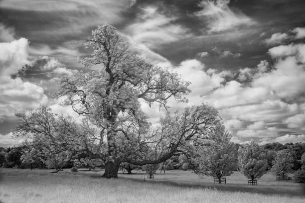 istock Trees And Grassland In Infrared 1322857745