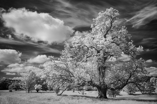 Trees growing in a grassy pasture in Great Missenden, Buckinghamshire, shot in infrared and converted into black and white.