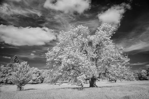 istock Trees And Grassland In Infrared 1322857757