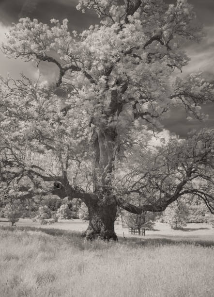 istock Trees And Grassland In Infrared 1322857797