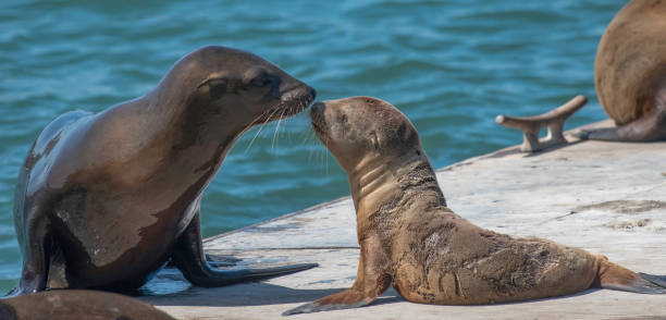 Is That You Mom? A sea lion pups sniffs its mother's snout on a dock group of animals california sea lion fin fur stock pictures, royalty-free photos & images