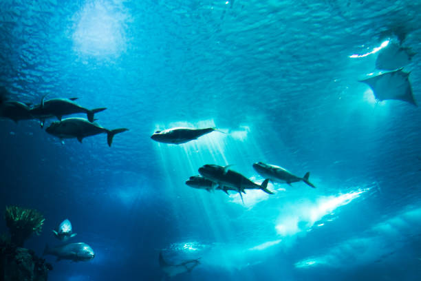 istock Fish tank, with low perspective. Shades of blue. 1322859517