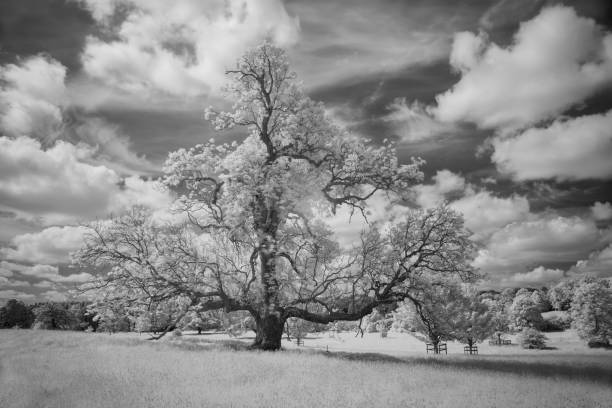 istock Trees And Grassland In Infrared 1322859530