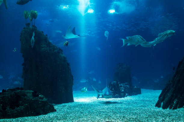 istock Fish tank with several species with emphasis on shark. 1322860152